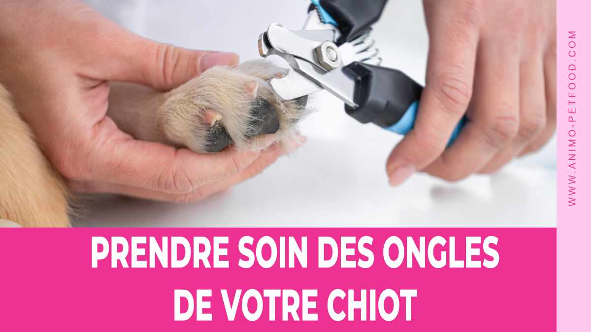 prendre-soins-des-ongles-du-chiot